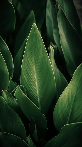 verse groene bladeren, levendige groene bladeren, gedetailleerde close-up, natuurlijke schoonheid, versheid, blad textuur, groen gebladerte, plant bladeren, natuurfotografie, bladpatronen, Bladdetails