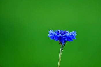 maismel, blomst, anlegg, blå blomst, petals, Wildflower, eng, felt, natur, nærbilde