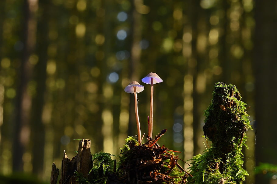 mushrooms, fall, moss, forest, forest Floor, close Up, fungal Science, hd Background, mycology