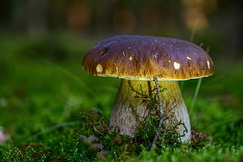 houba, věda o houbách, jedlá houba, vitamíny, vegan, čerstvý, zdravý, výživa, lesní podlaha, zblízka