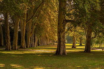 alberi, parco, natura, stagione, erba, paesaggio, luce, riposo, umore, silenzioso, atmosfera