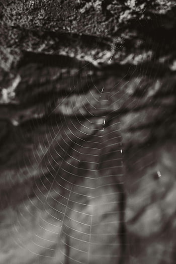 spider web, night photography, delicate web, textured surface, nature's symmetry, intricate design, web pattern, night scene, spider web close-up, web structure, natural artistry