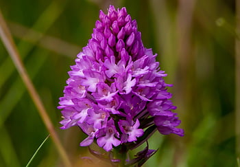 pyramidal Orchid, flowers, plant, anacamptis Pyramidalis, orchis, wild Orchid, purple Flowers, petals, buds, beautiful Flowers, bloom