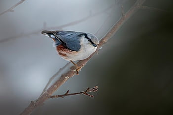 lintu, puu, euraasialainen pähkinäpuikko, Pähkinäpuu, sitta europaea, eläin, villieläimet, eläimistö, erämaa, metsä, luonto