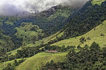 colombia, el Bosque De Palmas, palm Trees, cocora Valley, forest, valley, mountains, wax Palm Trees, valle Del Cocora, tree, landscape