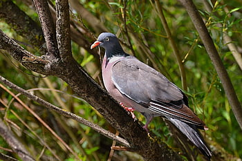 bird, ornithology, dove, plumage, tree, nature, species, fauna, avian, animal