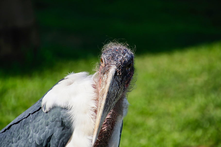 marabu, čáp, pták, zobák, volně žijících živočichů, ptáků, hlava, uganda, Afrika, zblízka, peří