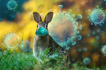easter, virus, mask, easter Bunny, nature, bunny Corona, spring, cute, easter Festival, epidemic, pandemic