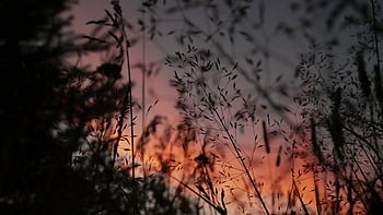 kveld, himmel, skumring, varm, klima, solnedgang, sol, soloppgang, landskap, horisont, natur