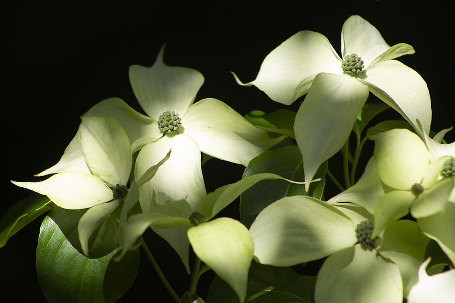 dogwood, flower, white, blossom, garden, tree, arboretum