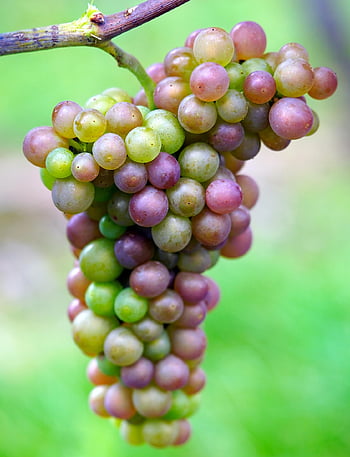 grapes, fruits, vine, grapevine, plant, vineyard, winegrowing, viticulture, food, organic, nature