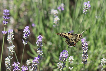 πιπίλισμα swallowtail, πεταλούδα, ψαλιδωτή σύνδεση, λεβάντα, φύση, λουλούδι λεβάντας, καλοκαίρι, φράζω