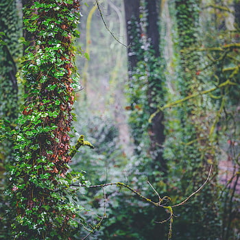 stromy pokryté břečťanem, svěží les, hustými břečťanem porostlými stromy, klidné lesní nastavení, břečťanem porostlé stromy, lesní krása, hustý les, klidný les, lesních stromů, břečťan v lese, svěží stromy