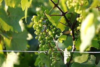 grapes, vine, grapevine, wine, vines, agriculture, fruit, tension Wire, grape Leaf, plant, nature