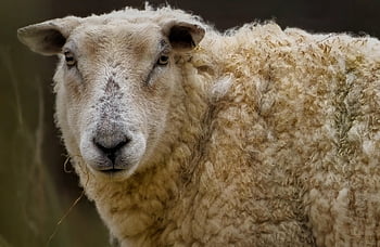 sheep, mammal, animal, livestock, ruminant, ewe, wool, farm Animal, herbivore, nature