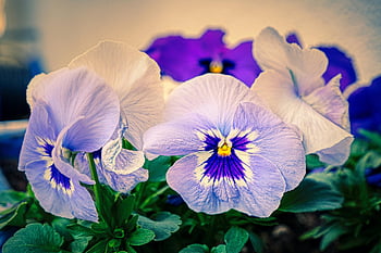 pansy, flowers, plants, purple Flowers, violaceae, violet, viola, flower Wallpaper, petals, bloom, flower Background