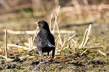 pták, kos, ornitologie, peří, volně žijících živočichů, druh, fauna, ptačí, Příroda, zvíře