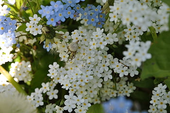 forget-me-not, forget-me-not Flowers, small Flowers, white Flowers, blossom, bloom, nature, flora, floriculture, garden