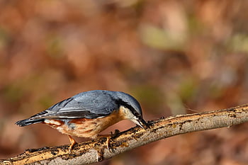 nuthatch, bird, bird Watching, ornithology, feeding Place, winter, park, branch, wildlife, nature, animal