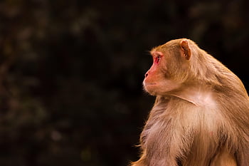 monkey, macaque, animal, primate, mammal, wildlife, fur, wild, fauna, zoo, jungle