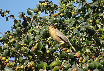 bird, myna, mynah, brahminy Myna, starling, nature, brahminy Starling, sturnia Pagodarum, bharatpur, rajasthan, india