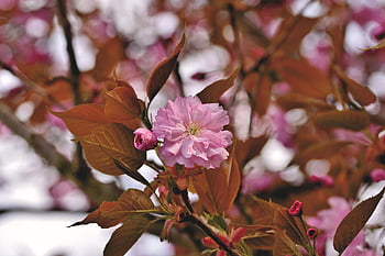 cerise japonaise, fleurs de cerisier, branche en fleurs, cerisier, branche, fleur, Floraison, rose, printemps, le messager du printemps, la nature