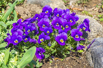 trei fraţi pătaţi, natură, flori, flori frumoase, floare tapet, Violet, violete în departamentul din, plantă, viola, fundal de floare, gradinarit