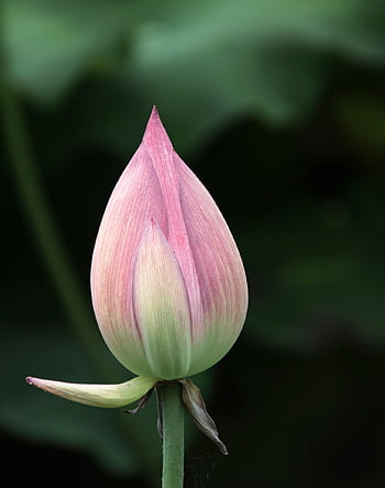lotus, květ, pupen, rostlina, lotosový bud, růžový květ, okvětní lístky, leknín, vodní rostliny, rybník, Příroda