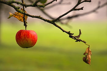 red Apple, branch, dawn, apple, autumn, loneliness, peace Of Mind, garden, minimalist, nature, great Colors