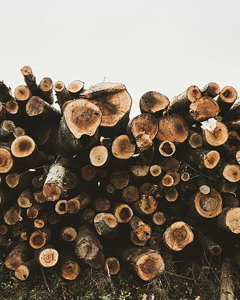chopped woods, stacked wooden logs, outdoor setting, nature themes, industry themes, pile of logs, chopped logs, outdoor woodpile, natural resources, logging industry, wood harvesting