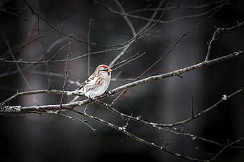 redpoll, carduelis flammea, pták, Příroda, zimní, les, sníh, stromy, Červené, jeden, sama