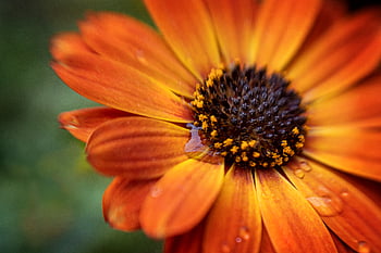 makro, blomst, baggrund, blomster, tæt på, kronblade, farverig, daisy, plante, flor, blomstre