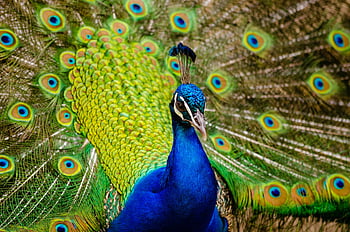 peacock, close-up photography, vibrant feathers, full display, stunning close-up, peacock feathers, blue peacock, peacock tail, colorful feathers, wildlife photography, nature photography