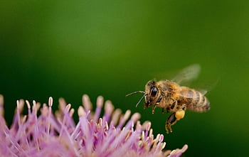čmelák, vznášející se, nektar, hmyz, květ, hoverfly, květinové pozadí, krásné květiny, Příroda, včela, sbírat