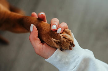 donna che tiene la zampa del cane, avvicinamento, fiducia, compagnia, zampa di cane, la mano della donna, simboleggia la fiducia, Bond, connessione animale, legame uomo-animale