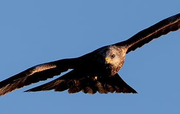red Kite, kite, bird, animal, bird Of Prey, raptor, wildlife, predator, plumage, nature, falconry