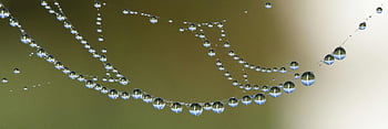 water droplets, spider web, dewdrops, macro shot, natural necklace, water beads, close-up photography, nature photography, spider web dew, spider web macro, water bead necklace