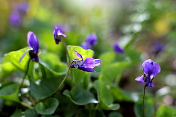 viola odorata královna charlotte, March Violet, Příroda, nachový, jaro, přirozeně, fialový, zahrada
