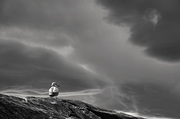 landscape, darling, clouds, seagull, weather, sun, nature, rocks, lighting, grey