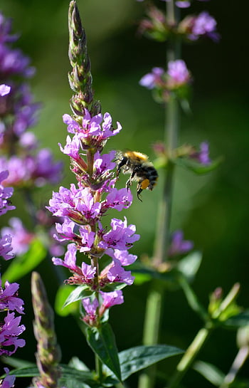 Blutweiderich, bezrohý, insekt, biene, v přístavu, blüten, Lythrum virgatum, Blütenblätter, růžová barva, pflanze, lila Blutweiderich