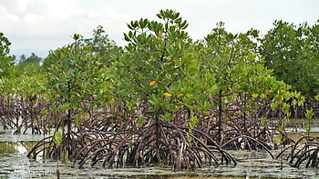 mangrove Trees, aquatic Plants, the Mangrove Tree, the Aquatic Plant, tree, swamp, nature, marsh