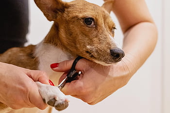 Stříhání nehtů, Příroda, domácí péče, Pes, domácí zvíře, Salon domácích mazlíčků, zvíře, groomer, péče o mazlíčky, psí, profesionální