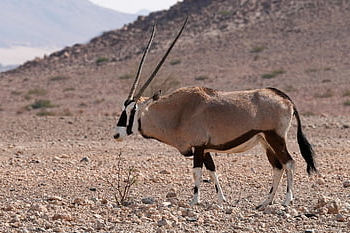 oryx, antelope, africa, nature, wildlife, namibia, wilderness, steppe, animal