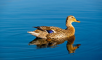 Ente, Vogel, Wasservogel, Stockente, Tier, Natur, Gefieder, Entenvogel, Wasser, Blau, Geflügel