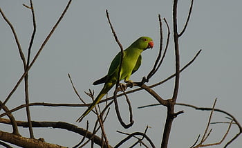 bird, parakeet, green, tropical, parrot, fauna, nature, rose-ringed Parakeet, psittacula Krameri, ring-necked Parakeet, rajasthan