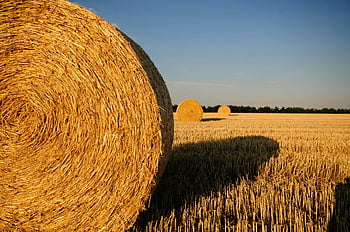 hø baller, Solbelyst felt, gård felt, Varm scene, rustik scene, landbrugsscene, åbent felt, ruller af hø, højeruller, Golden Hay, landlige landskab