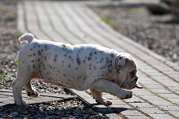 buldogue, cachorro, animal, canino, cão, pele, língua, focinho, mamífero, retrato de cachorro, mundo animal