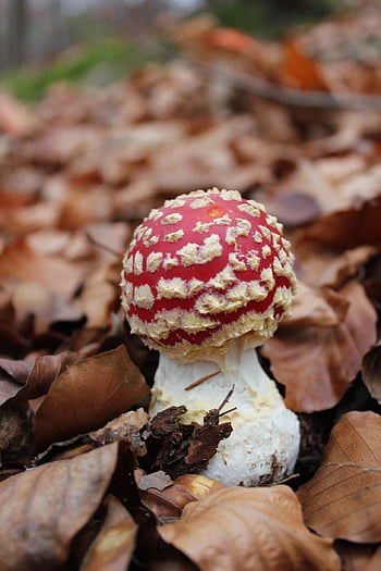 fungo velenoso, fungo, micologia, natura, foresta, autunno, sottobosco, macro