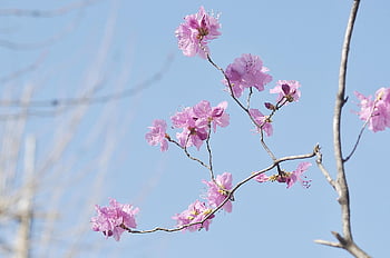 korean Rosebay, flower, flower Background, spring, flower Wallpaper, nature, plant, beautiful Flowers, pink