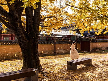 palác gyeongbok, žena, podzim, strom, listy, Příroda, lavičky, Modelka, dívka, tradiční, zakázané město